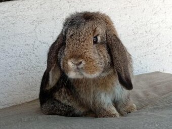 Volný Sameček - Anglický Zakrslý Beránek MiniLop🍑🧡🤍