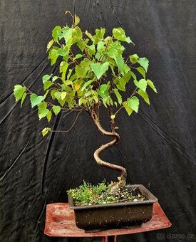 Bonsai, Bonsaj - Briza Belokora 3