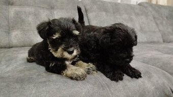 Knírač, bradáč malý