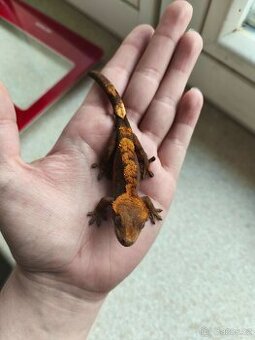 Pagekon řasnatý 0.1