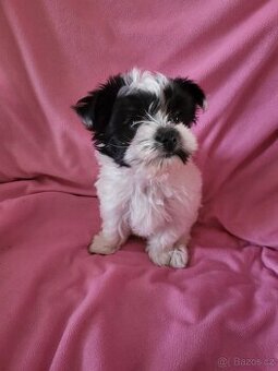 Jorkšírský teriér biewer