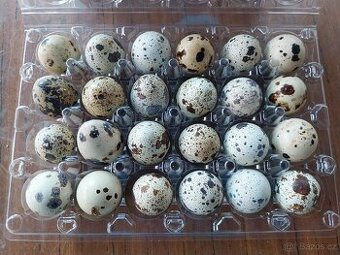 Křepelčí vajíčka