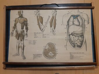 Prodám staré školní obrazce a rolovací plakáty