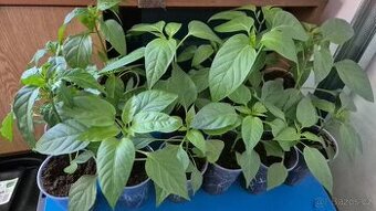 Prodám přebytky sazenic chilli paprik