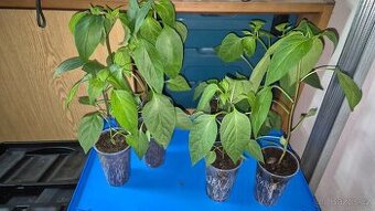 Prodám přebytky sazenic chilli paprik