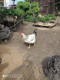 Kohout 🐓 - 1