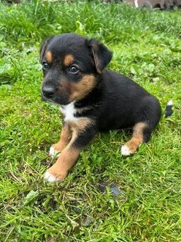 Štěňata 🐶bordel kolie křížená