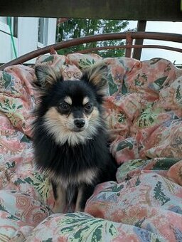 Pomeranian x Čivava