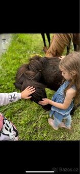 Shetlandský pony - 1