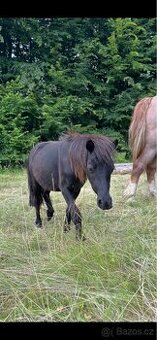 Shetlandský pony