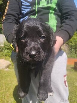 Bernský salašnický X labrador