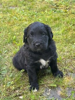 Bernský salašnický X labrador