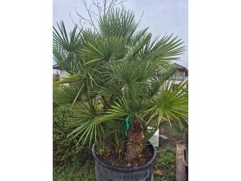 Žumara nízká - Chamareops Humilis  - mrazuvzdorná palma