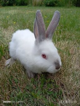 Králík křížený