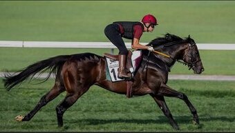 Darujte / prodejte koně 🐎