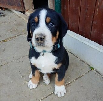 Velký švýcarský salašnický pes - rezervace štěňátek s PP