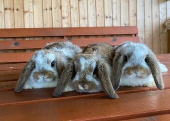 Zakrslý beránek - strakáč