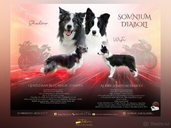 Border kolie štěňátka s PP