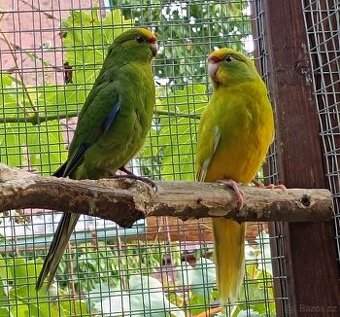 Prodám Kakariki ŽLUTOČELÉ