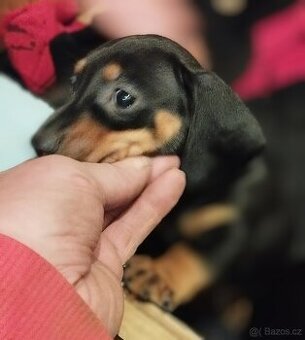 Krátkosrstý jezevčík