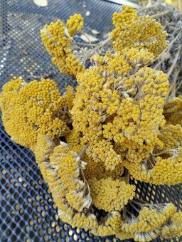 Sušený žebříček