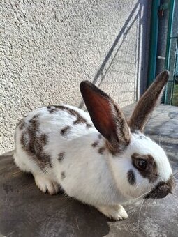 Samice králíka na chov