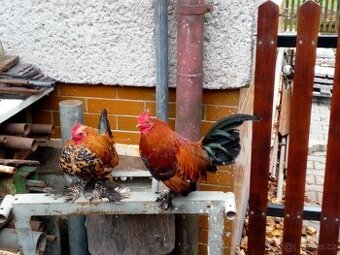 Zakrslá rousná (kohout)