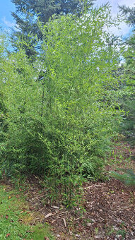 Sazenice Bambusu Phyllostachys bissetii