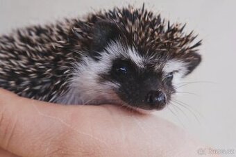 Ježek bělobřichý
