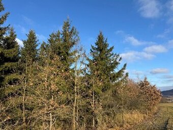 Prodej lesních pozemků k.ú. Poleň