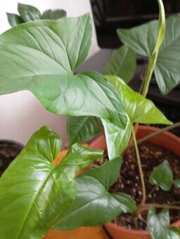 Syngonium podophylum