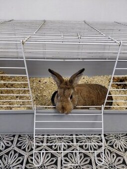 Zakrslý králíček