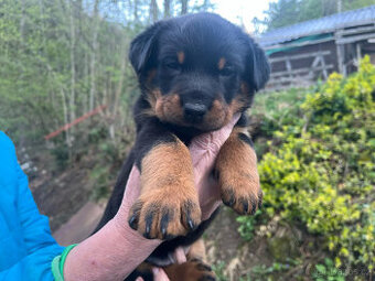 Beauceron štěňátka s PP