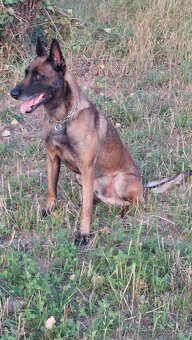 Belgicky ovčak malinois.