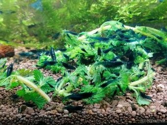 krevetky neocaridina blue dream