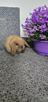 Minilop - ❤️zakrslí beránci ❤️Poslední 2