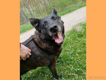 CONNIE K ADOPCI - nejvěrnější parťačka, mazel na N-tou - 1