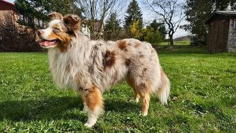 Miniaturní americký ovčák Mini Aussie MAS ke krytí - 1