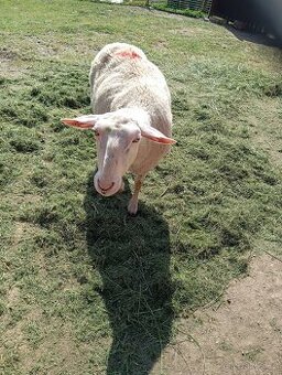 Sekačka na trávu - ovce