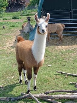 Lama - 1
