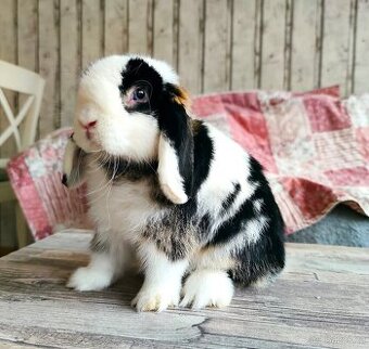 LUXUSNÍ MINILOP BERÁNCI