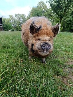 Kune kune