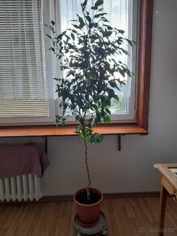 Ficus benjamin