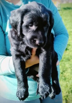 Flat Coated Retriever