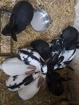 Prodám králíky