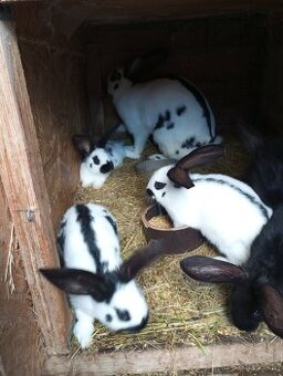 Samice i samci německý obrovitý strakáč a kříženci obrů - 1