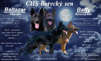 Německý ovčák - štěňátka s PP