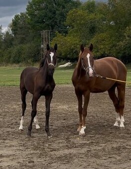 Letošní hřebeček po Christ