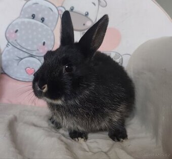 Zakrslý králík (rex x beránek)