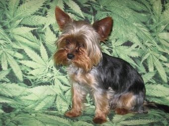 Jorkšírský teriér